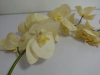 Große Kunststoff Orchidee | Deko | Drahtstiel | weiß Friedrichshain-Kreuzberg - Friedrichshain Vorschau