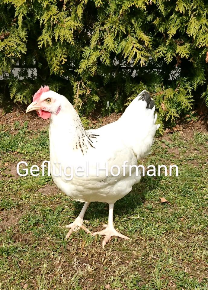 Geflügelverkauf, Hühner, Legehennen, Wachteln,u.v.m. in Neunkirchen a. Brand