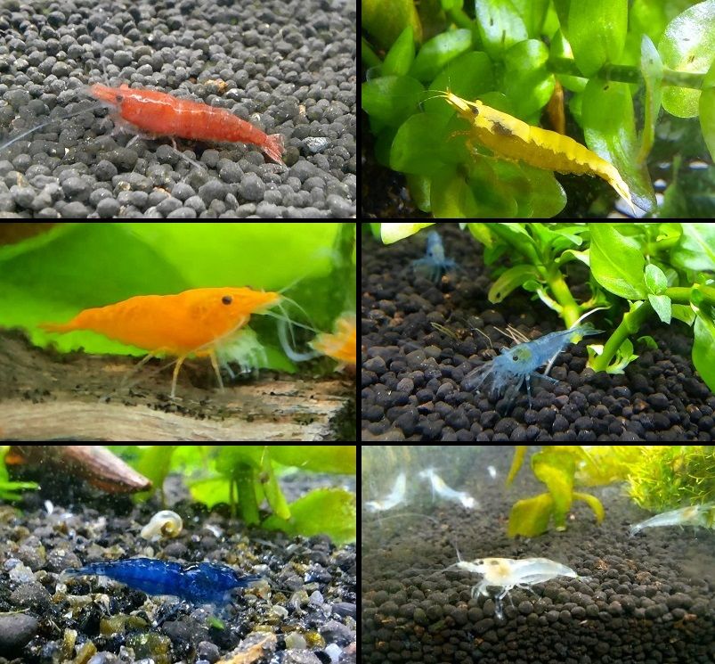 ⭐ Yellow Neon Garnelen gelbe Garnele Aquarium in Northeim