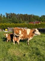 Mutter Kuh mit Kälbern Thüringen - Leinefelde Vorschau