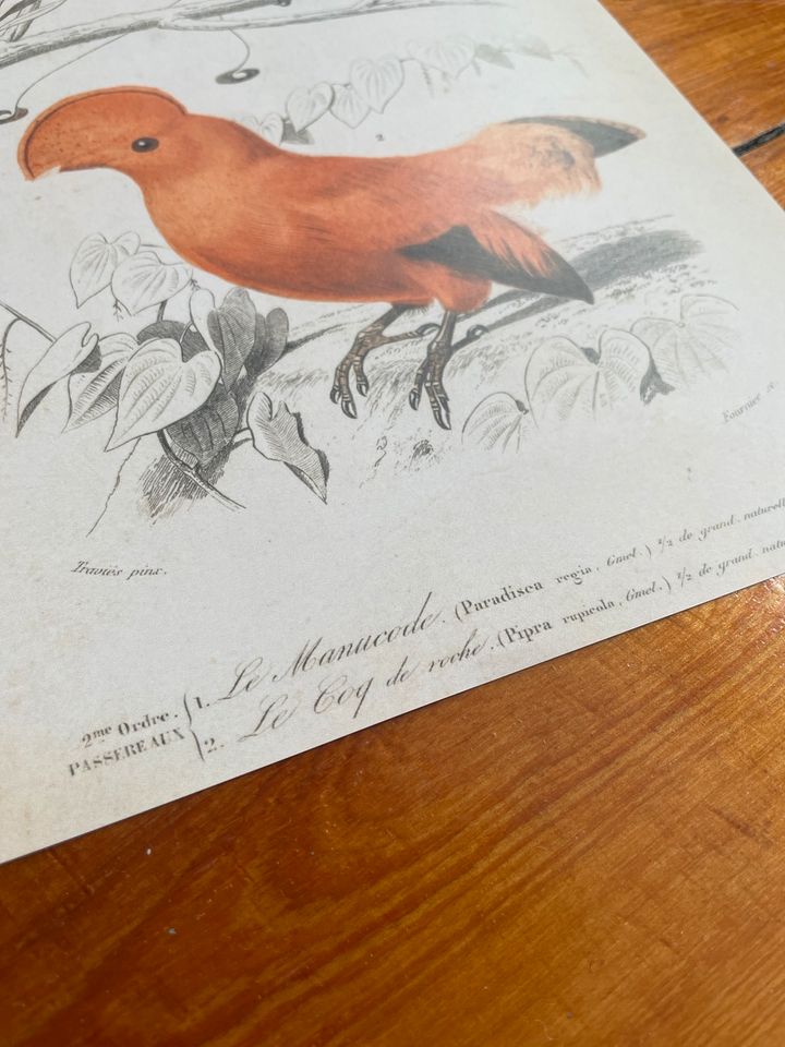 eBay Print Vintage Zeichnung Kleinanzeigen Kleinanzeigen in Rostock Paradiesvogel | jetzt Vögel Poster - Bild Stadtmitte ist