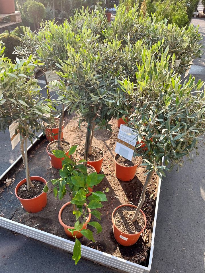 ✅NEU✅Olivenbaum Stamm Olive 80 - 100 cm Olea Europaea Baum 6 in Hamburg