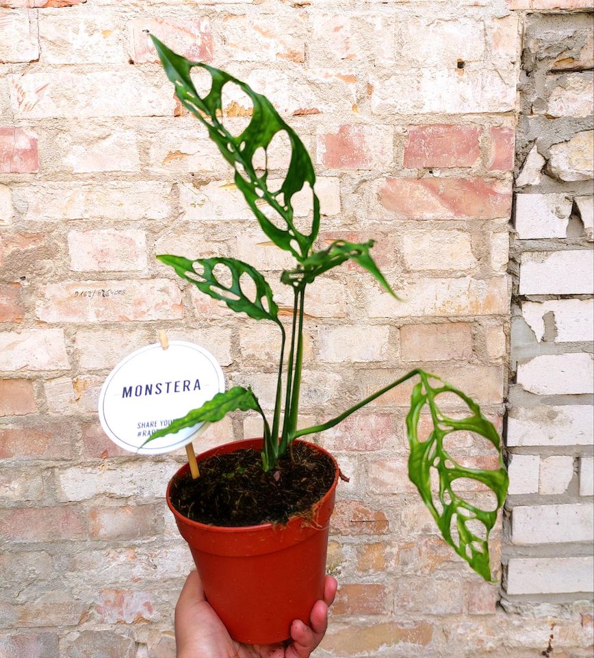 Monstera Obliqua Peru in Berlin