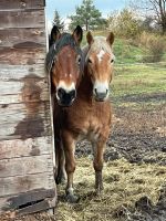 Stallhilfe mit Herz und Pferdeverstand gesucht Sachsen-Anhalt - Dessau-Roßlau Vorschau