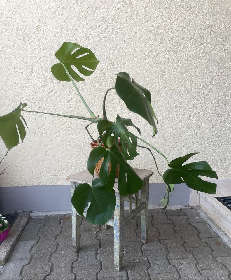 Monstera Pflanze groß in Irsee