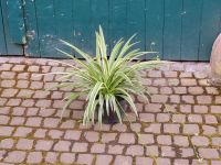 Grünlilie (Chlorophytum) + weitere Pflanzen in Gärtnerqualität Niedersachsen - Langenhagen Vorschau