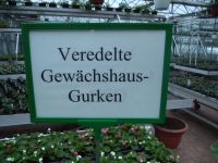 Gurkenpflanzen , Veredelte Gurken Brandenburg - Biesenthal Vorschau