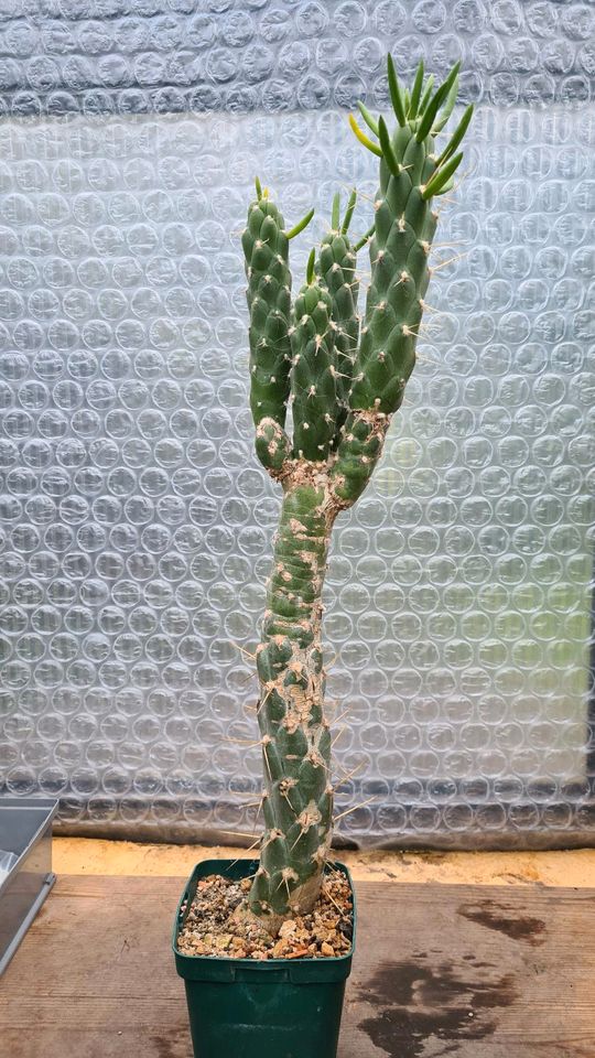 Kaktus, Cylindropuntia in Leer (Ostfriesland)
