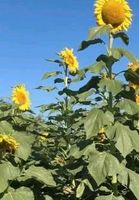 Riesen Sonnenblumen  Sachsen-Anhalt - Merseburg Vorschau