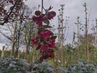 Zierapfel Veitch's Scarlett Hochstamm / Malus Veitch's Scarlett Nordrhein-Westfalen - Bocholt Vorschau