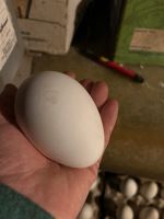 Eier von weiße Hausgänse Baden-Württemberg - Göppingen Vorschau