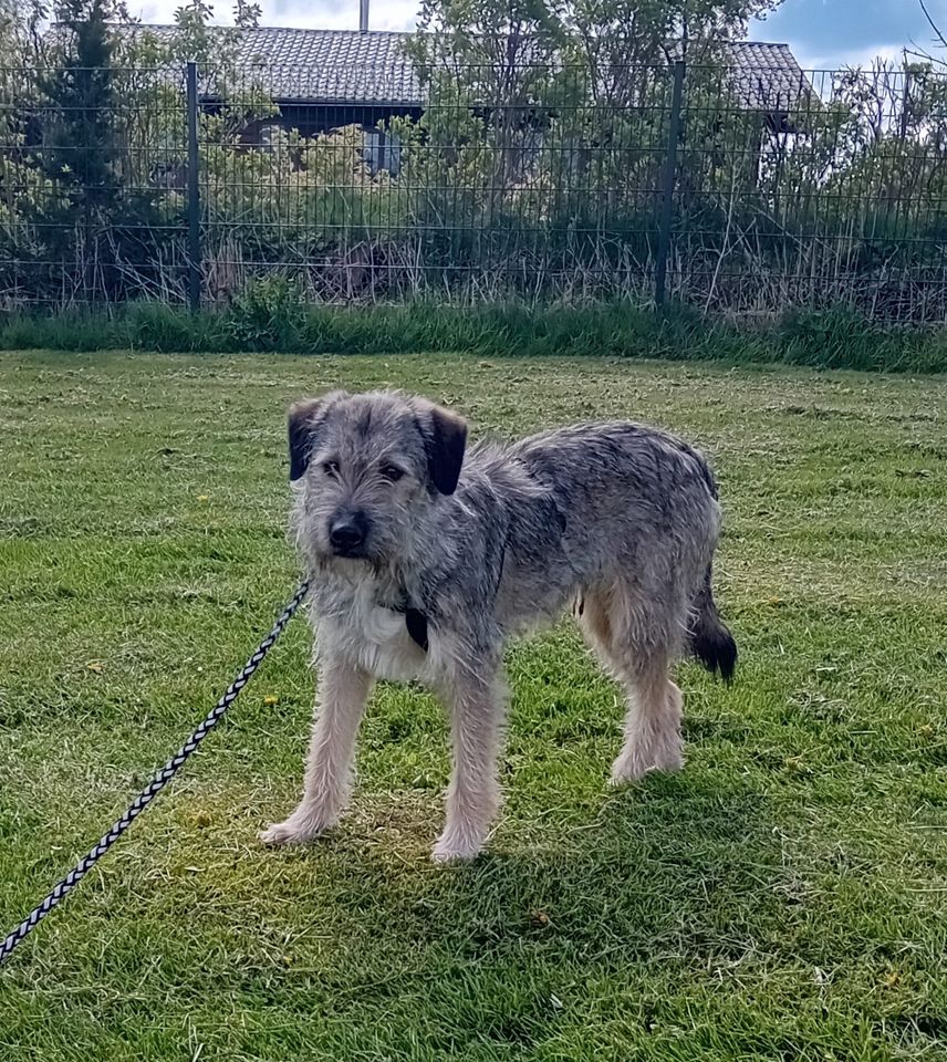 Der fröhliche Benji sucht seine Menschen in Lürschau