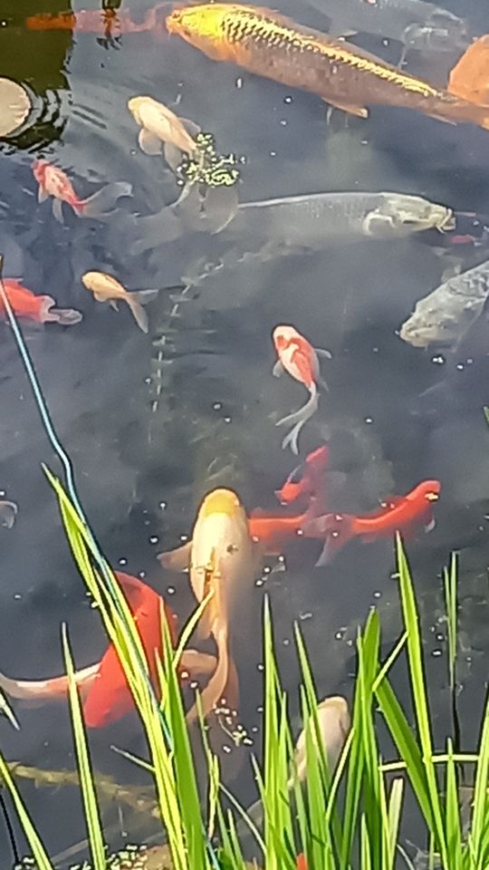 Koi + div Goldfische großer Natur-Teichbesatz f.großen Teich in München