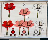 Biologische Wandtafel / Vintage Poster "Wunderblumen" Schleswig-Holstein - Henstedt-Ulzburg Vorschau