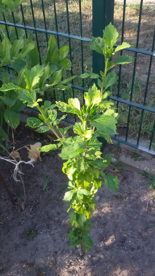 Hibiskus, Gartenhibiskus in Gommern