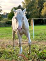 Quarter Horse Hengst Cremello Sachsen - Wilkau-Haßlau Vorschau