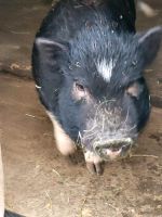 4 Mini-Schweine Nordrhein-Westfalen - Halver Vorschau