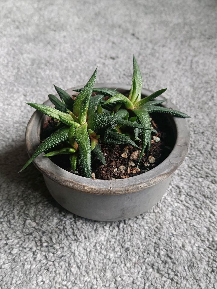 Sukkulente Zimmerpflanze Haworthia fasciata in Fichtenau