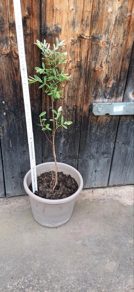 Harlekinweide Weide Ableger Salix in Leipzig