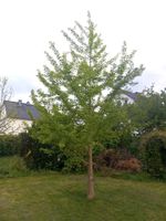 Ginkgobaum zum ausbuddeln an Selbstabholer zu verkaufen Nordrhein-Westfalen - Lippstadt Vorschau