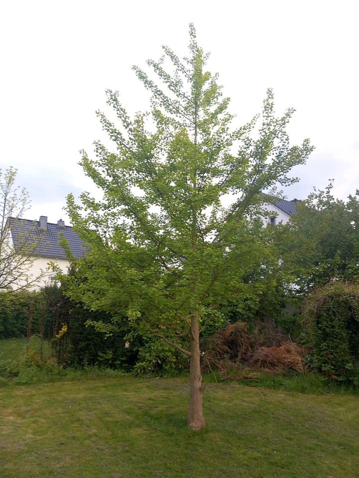 Ginkgobaum zum ausbuddeln an Selbstabholer zu verkaufen in Lippstadt