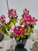 Rhododendron Bayern - Wiesen Vorschau