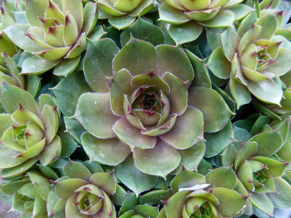 Sempervivum Hauswurz: ÜPaket zB 100 Ableger, tolle Farben+ Sorten in Bad Essen