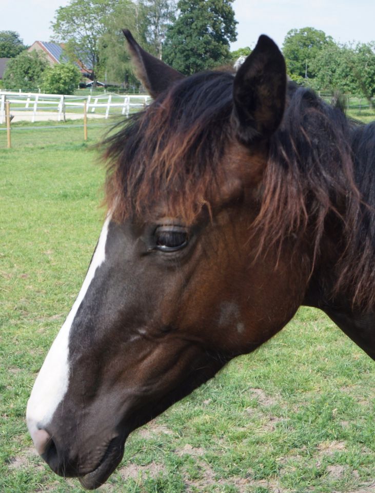 Springpferd Mädchen Pferd Freizeit in Xanten