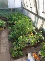 Tomaten Pflanzen Setzlinge Niedersachsen - Adendorf Vorschau