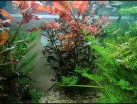 Aquarium Pflanzen zu verkaufen Rheinland-Pfalz - Hettenleidelheim Vorschau
