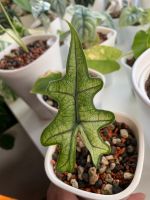 Alocasia Jacklyn Mint variegata Bayern - Wiggensbach Vorschau