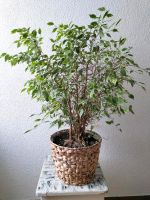 Birkenfeige Benjamini Ficus Baum Pflanze Bayern - Trogen Vorschau