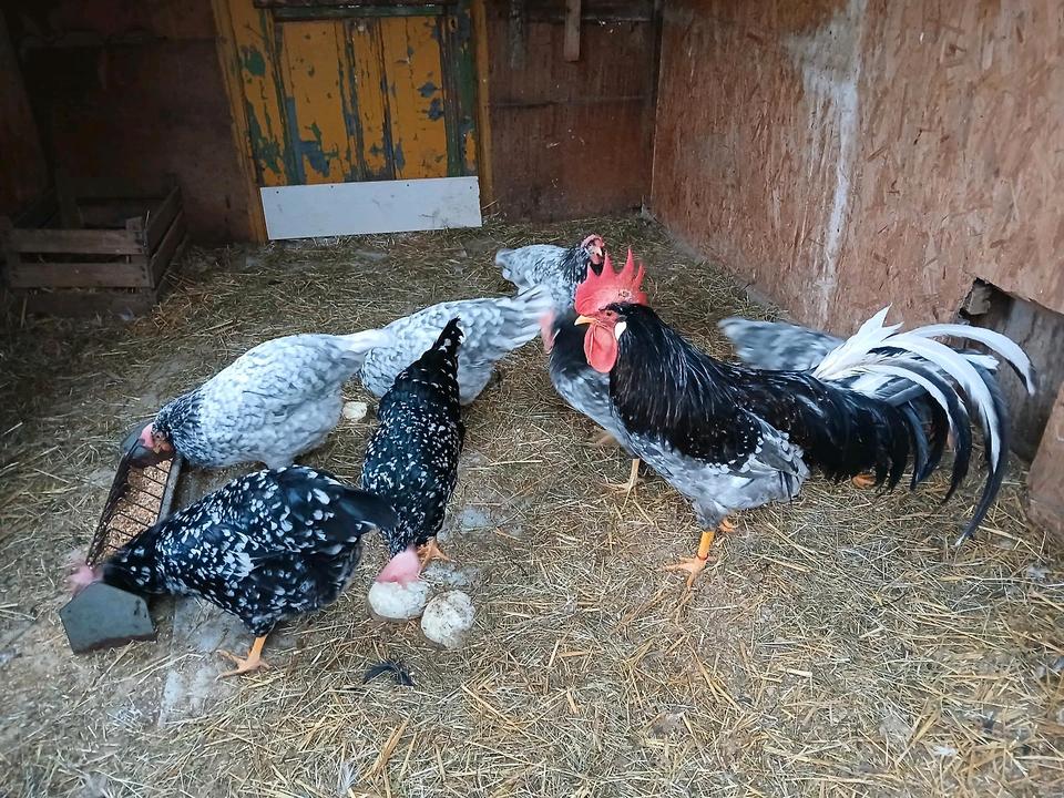 Eier/Hühner/Italiener/blau weiß gescheckt/keine Bruteier in Limbach-Oberfrohna