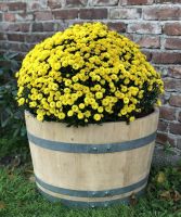 Pflanzkübel aus 1/2 gebrauchtem 225l-Weinfass (100l) Nordrhein-Westfalen - Iserlohn Vorschau