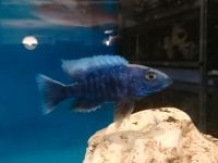 Copadichromis Azureus only male Malawi Barsche Bayern - Pilsach Vorschau