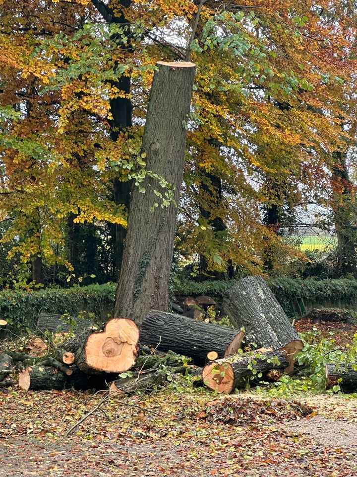 Gartenarbeiten, Pflaster, Baggern... uvm. Kostenlose Besichtigung in Hagen am Teutoburger Wald