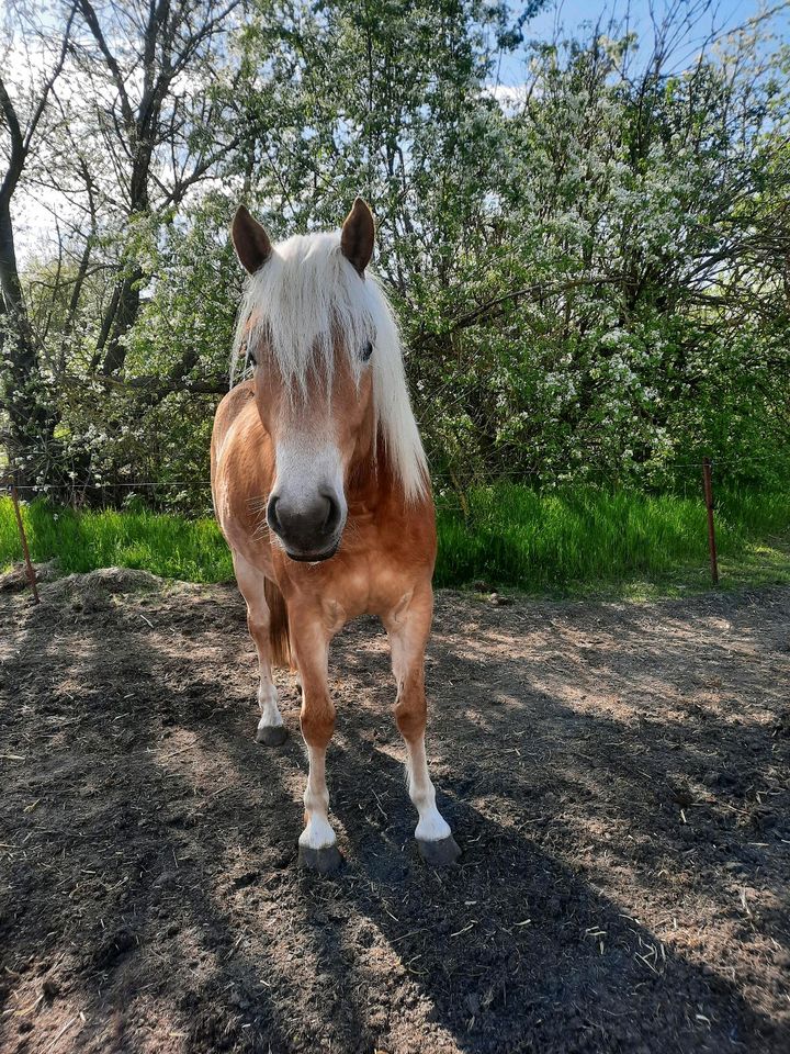 Haflinger Stute 2J. /wird groß in Arzberg