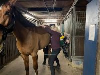 Osteopathie & Physiotherapie für Pferde und Ponies Schleswig-Holstein - Itzehoe Vorschau
