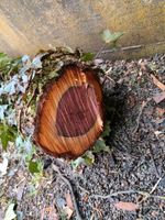 Zwetschgenholz Holz Pflaumenbaum Baden-Württemberg - Fichtenberg Vorschau