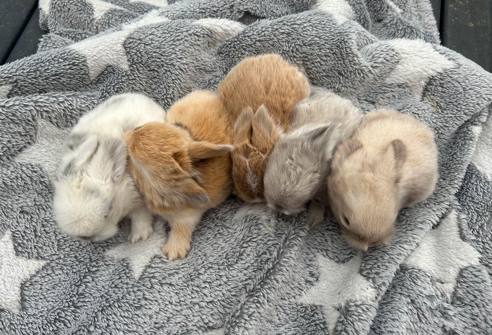 Minilop,  Mini Lop,  Häsin, Kastrat , Zwergkaninchen,  Zwergwidde in Goslar