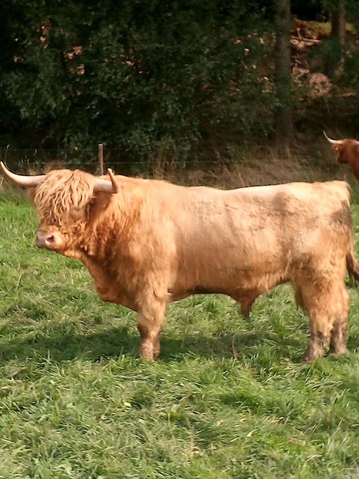 Highland Cattle, Hochlandrind, Färse in Pentling