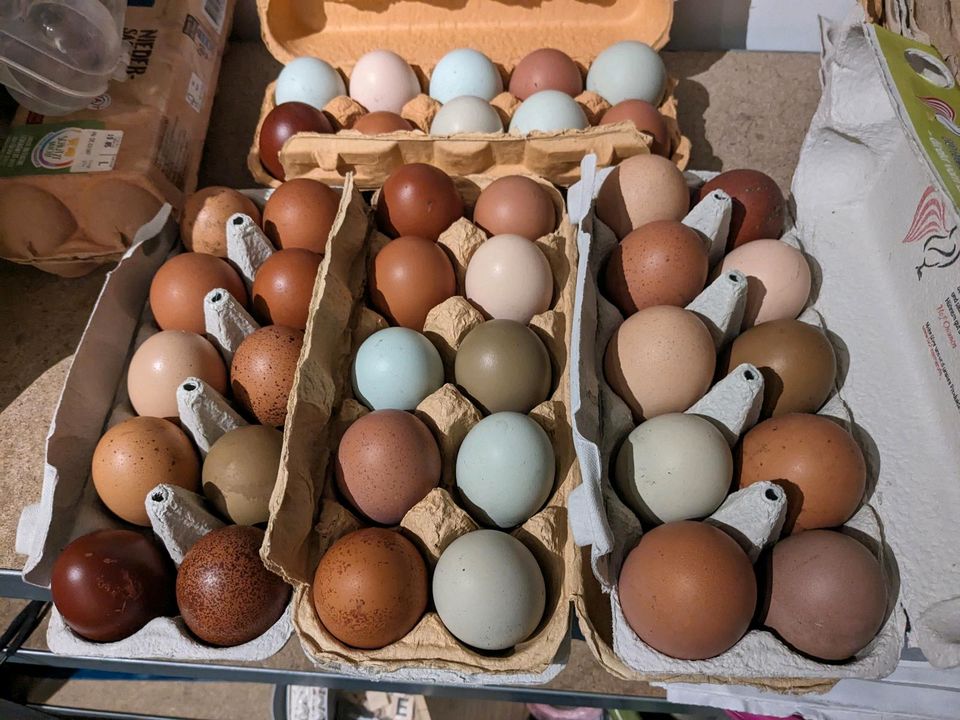 Grünleger, Olivleger, Marans, Araucaner Mix Eier in Neukamperfehn