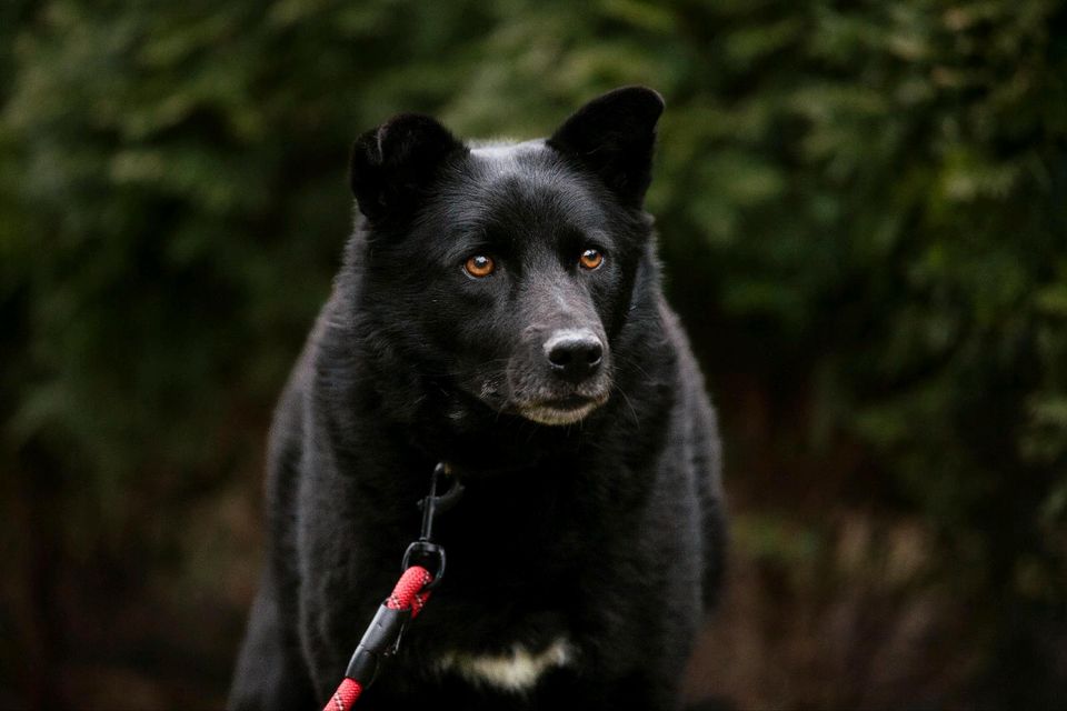 Aaron die schwarze Schönheit mit den wundervollen Augen in Lübstorf