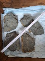 Fossilien / Belemniten Schlachtfeld aus Mistelgau RARITÄT! Nordrhein-Westfalen - Weilerswist Vorschau