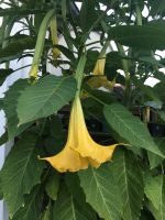 Engelstrompete Trompetenbaum Brugmansia Hessen - Friedberg (Hessen) Vorschau