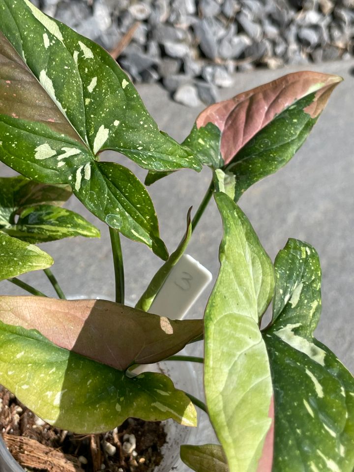 Syngonium Red Spot Tricolor in Dinslaken