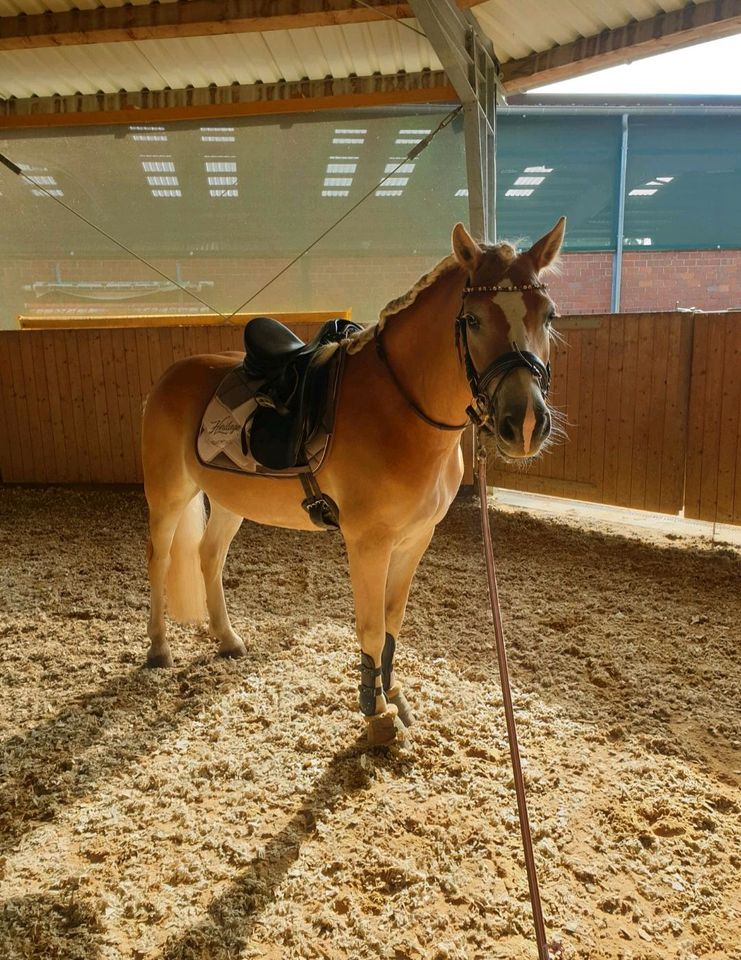 Biete Reitbeteiligung ( Pferd sucht Reiter) in Dörentrup