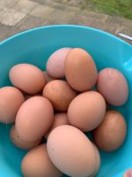Hühner Eier Neumünster - Wasbek Vorschau