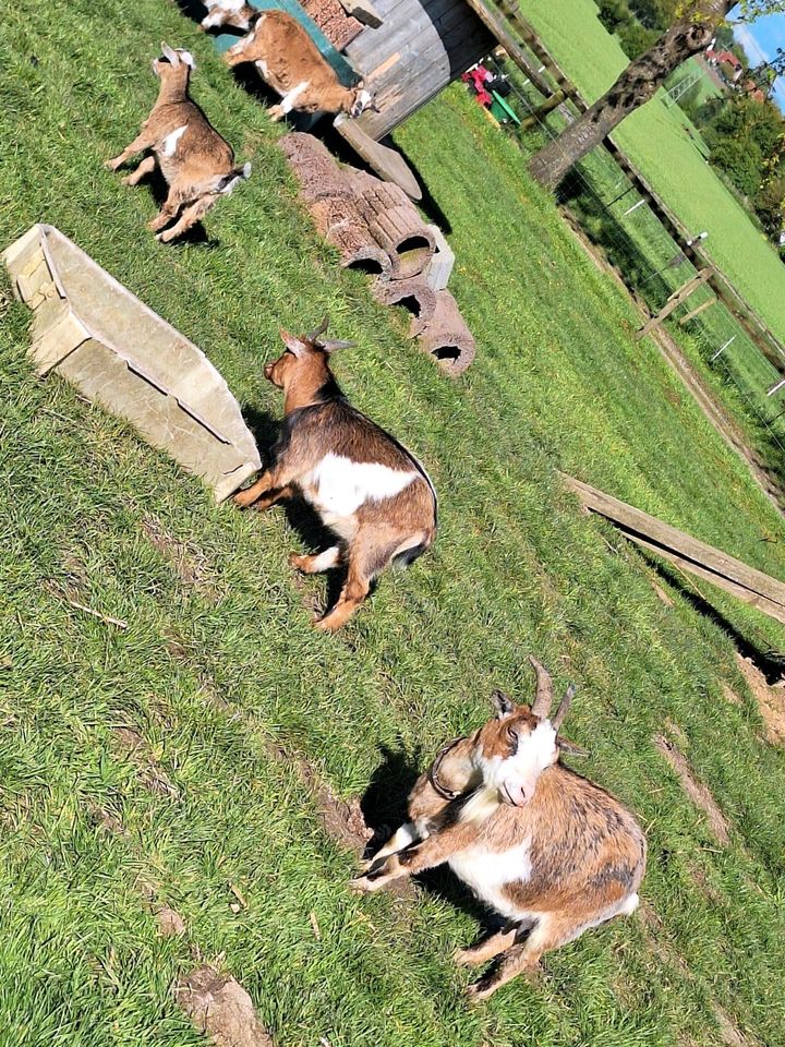 Zwergziegen in Melle