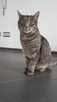 Kater Kimmy spurlos verschwunden / gestohlen?? Baden-Württemberg - Schemmerhofen Vorschau